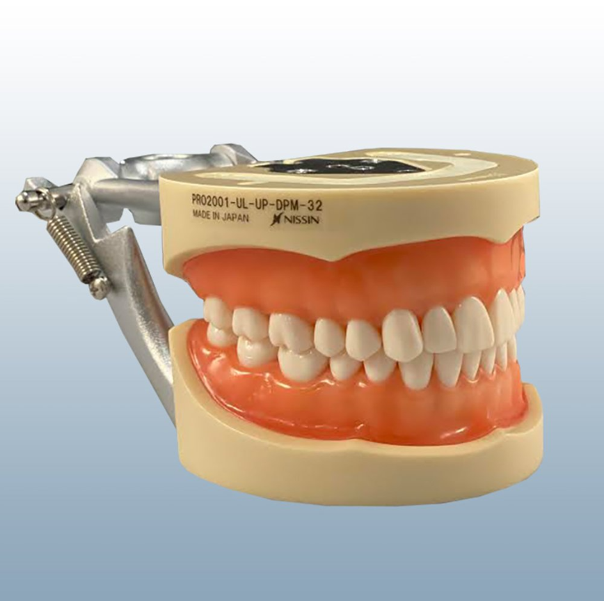 Tipodontos – Modelos Dentales Educativos