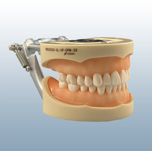 Tipodonto Nissin – Modelo Dental Encia De Uretán Suave