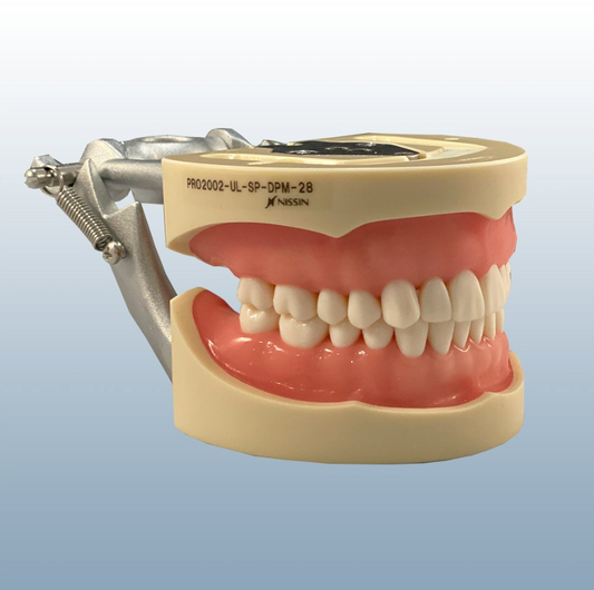 Tipodonto Nissin -200-GSF – Modelo Dental con Encía Suave